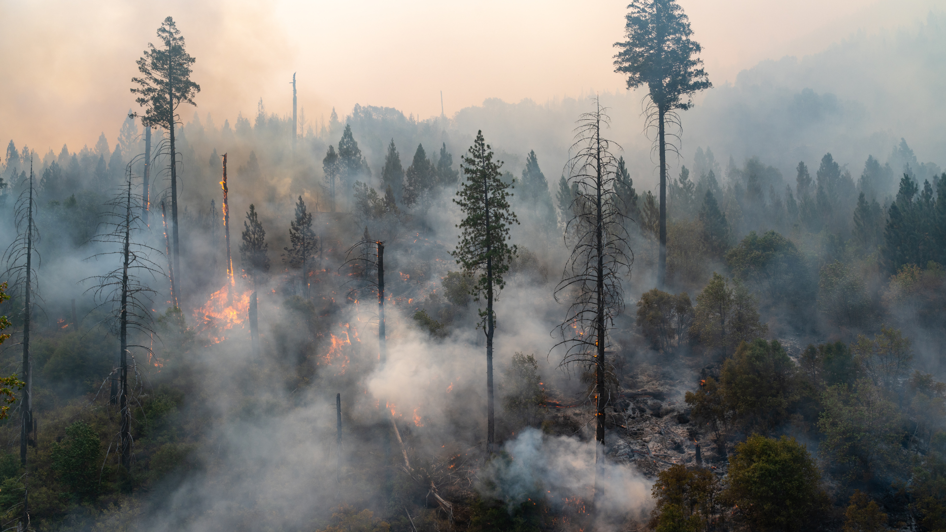 noticias site incencios rurais